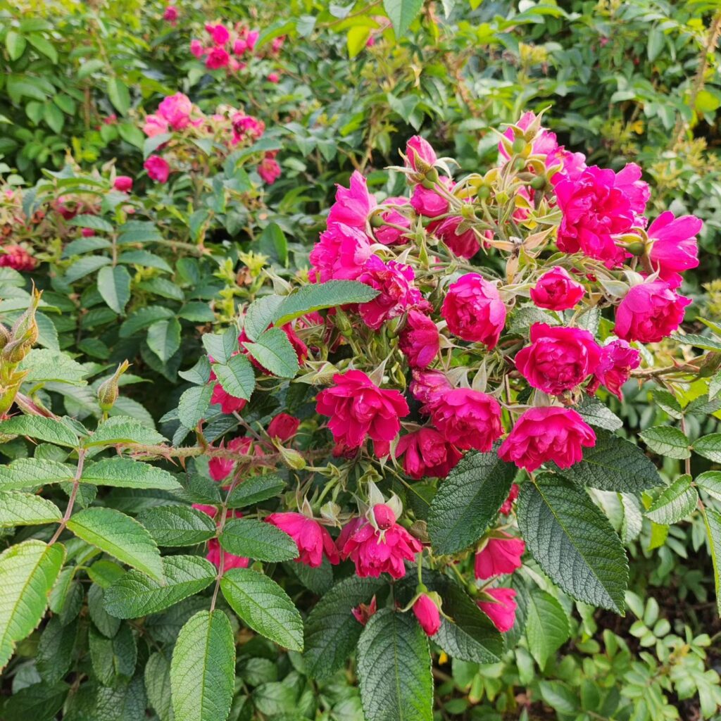 Näin äitienpäivänä