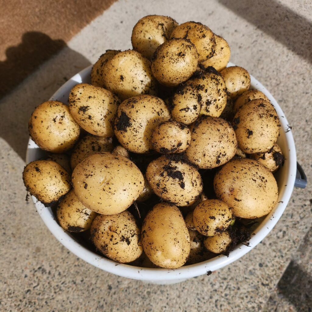 Kompostointia ja bokashointia