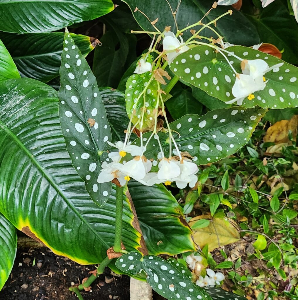 Esteponan orkideapuisto