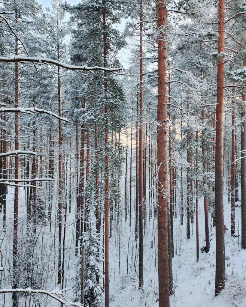 Hyvää itsenäisyyspäivää