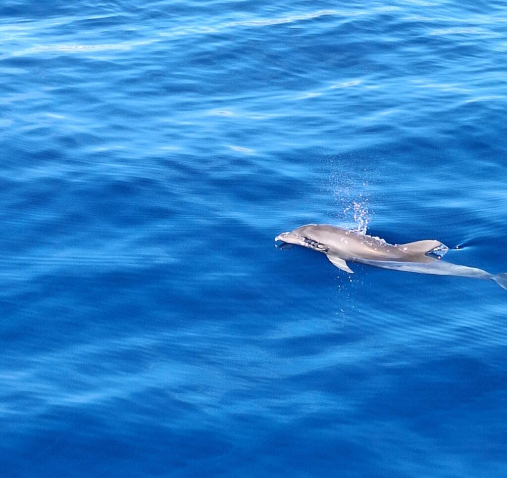 Gran Canaria, päivä merellä