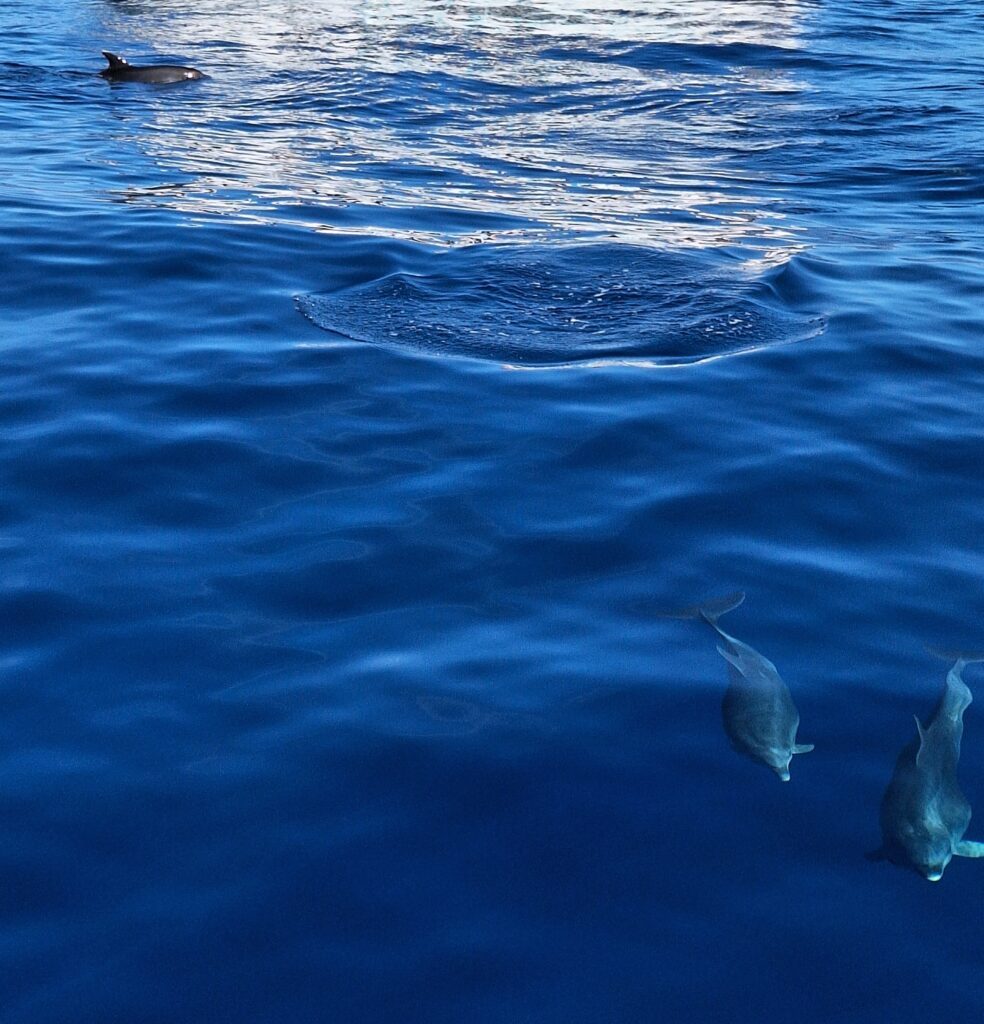 Gran Canaria - päivä merellä