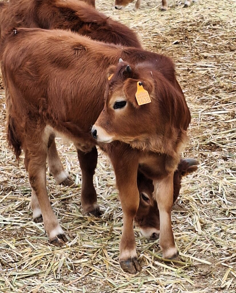 Gran Canaria - Sioux City Park