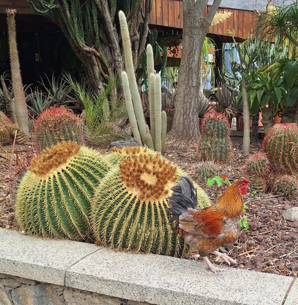 Gran Canaria, kaktuspuisto