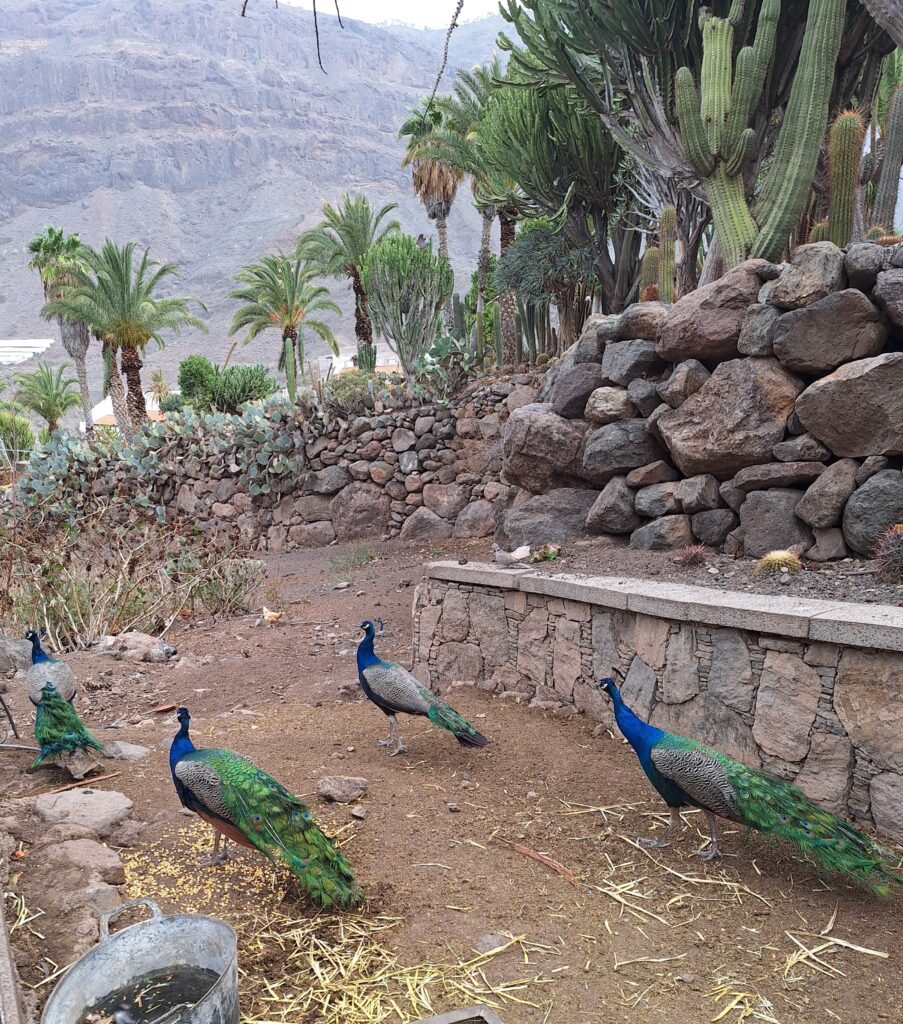 Gran Canaria, kaktuspuisto