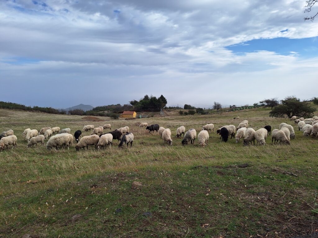Lammaslauma Gran Canarialla