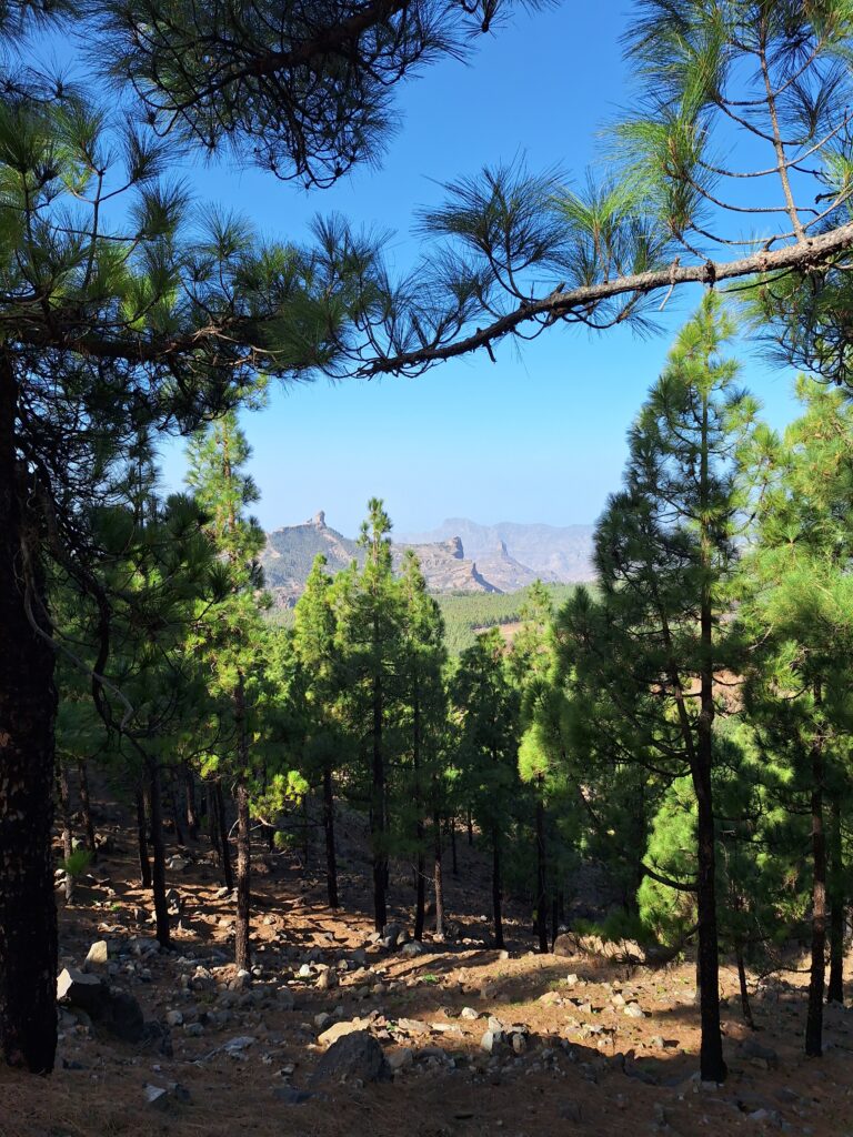 Mäntymetsää Gran Canarialla