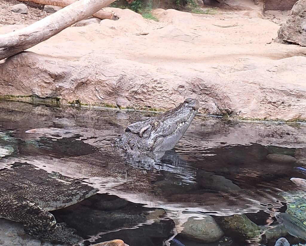 Poema del Mar Kanarialla