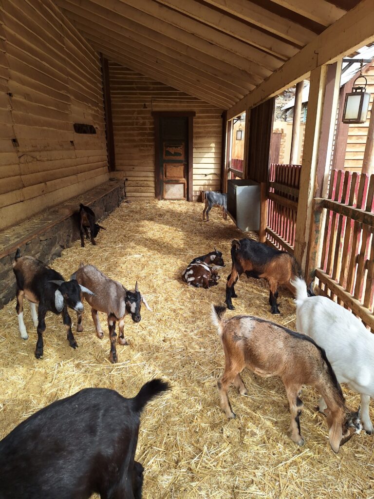 Sioux City Parkin vuohet