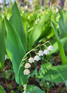 Äitienpäivärunoja Tarun tapaan