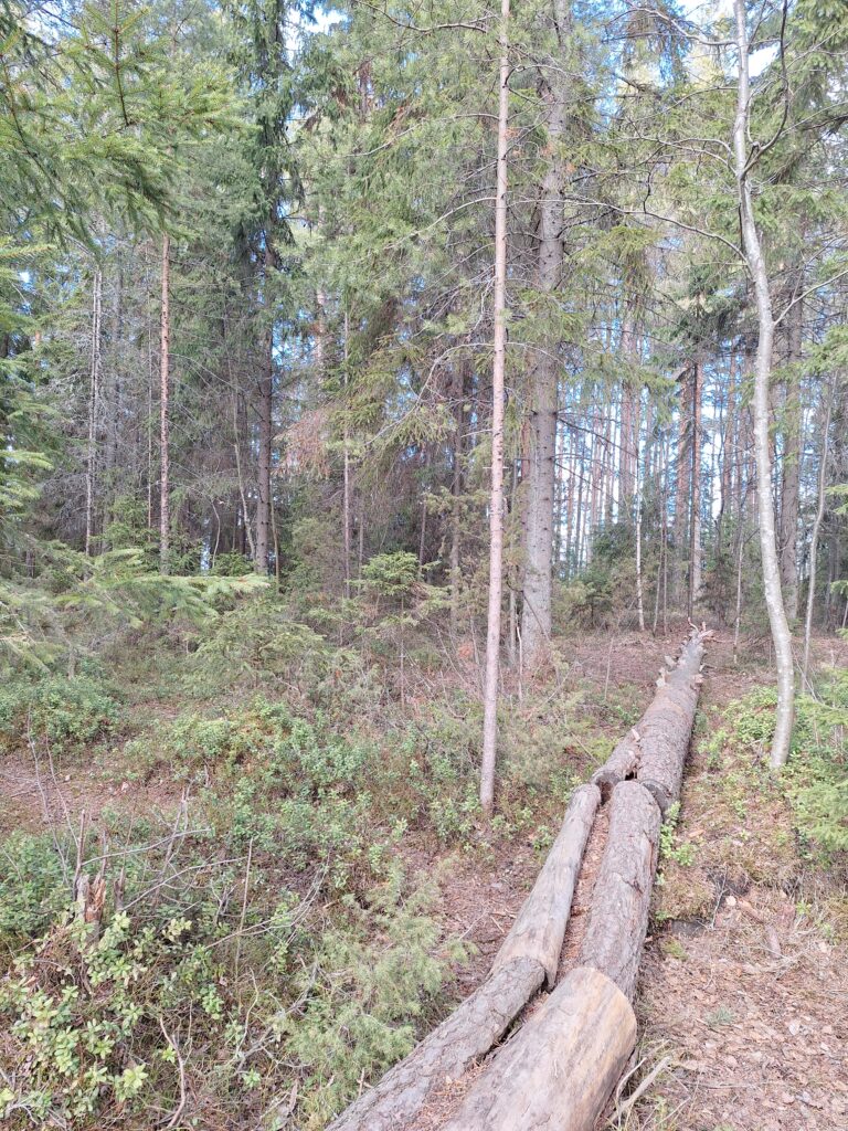 Syyskuun runo Tarun tapaan