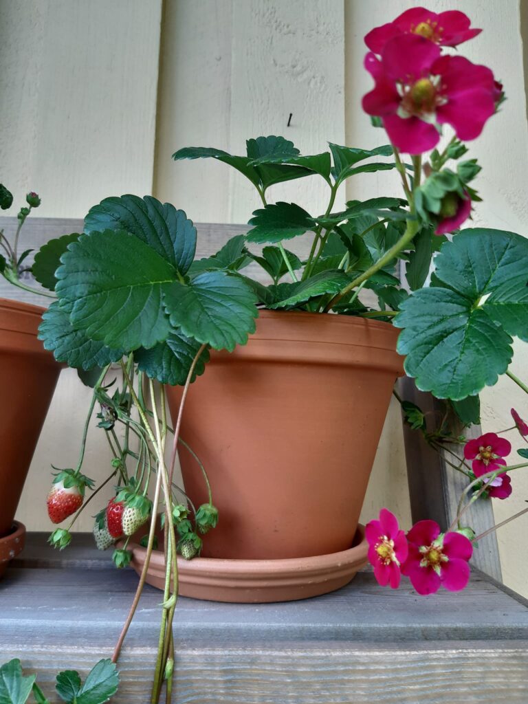 Lyhytaikaista perhehoitoa