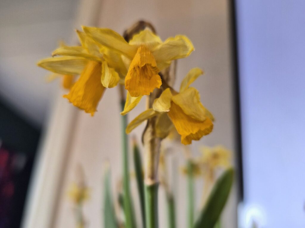 Keltainen ja vihreä