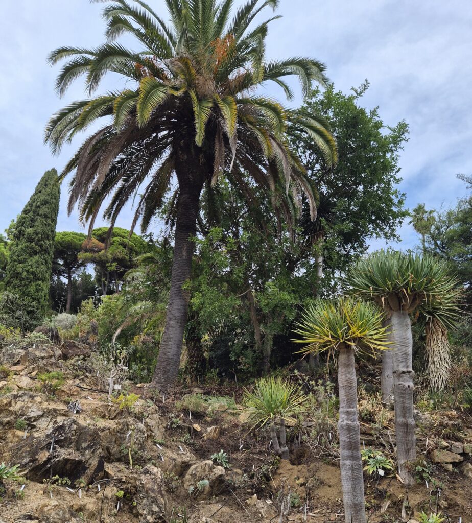 Jardi Botanic