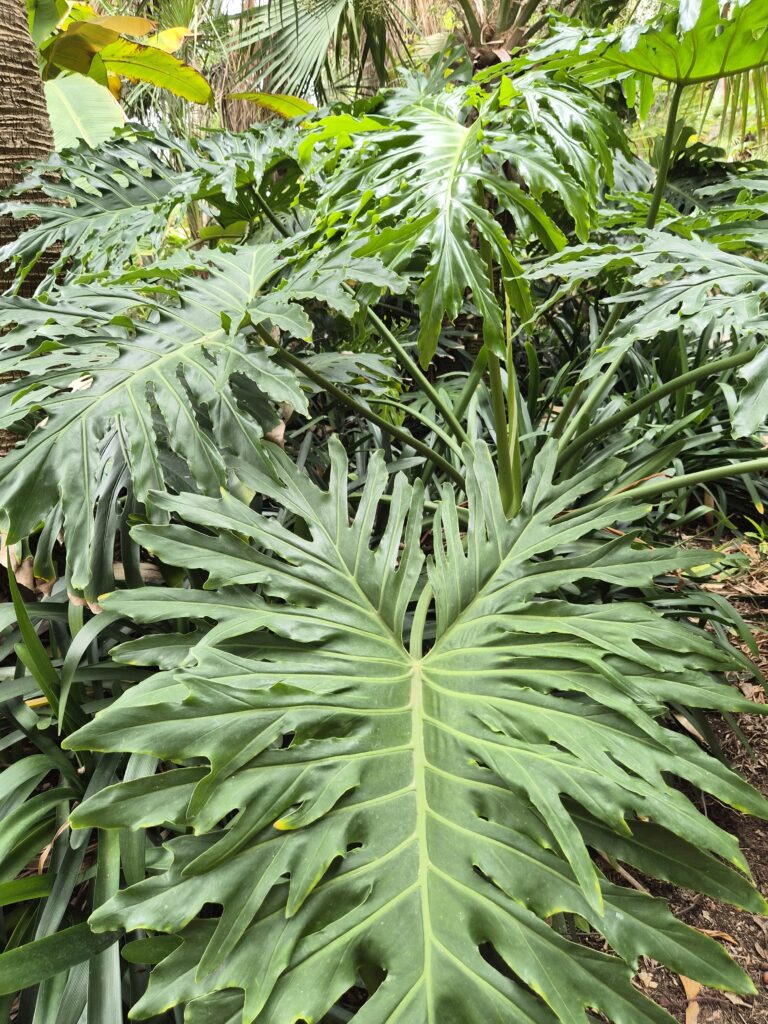 Jardi Botanic